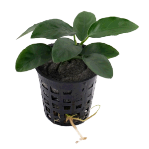 Anobious Nana (M-size)